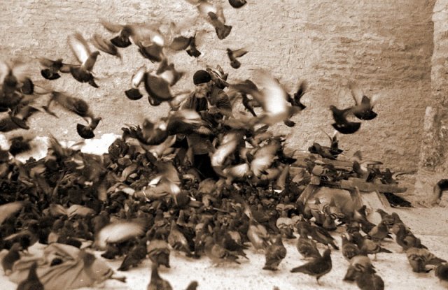 Отец Аввакум кормит голубей. 1962 г.