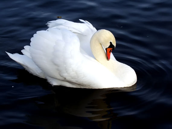 Лебедь на Городищенском озере
