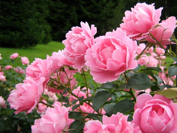 Цветут ли розы на Розовой?